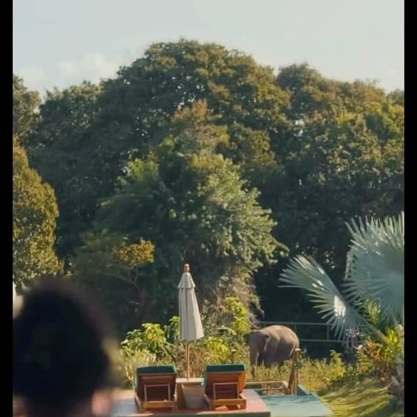8 AM pilates beside the elephants at Wild Cottages, Koh Samui